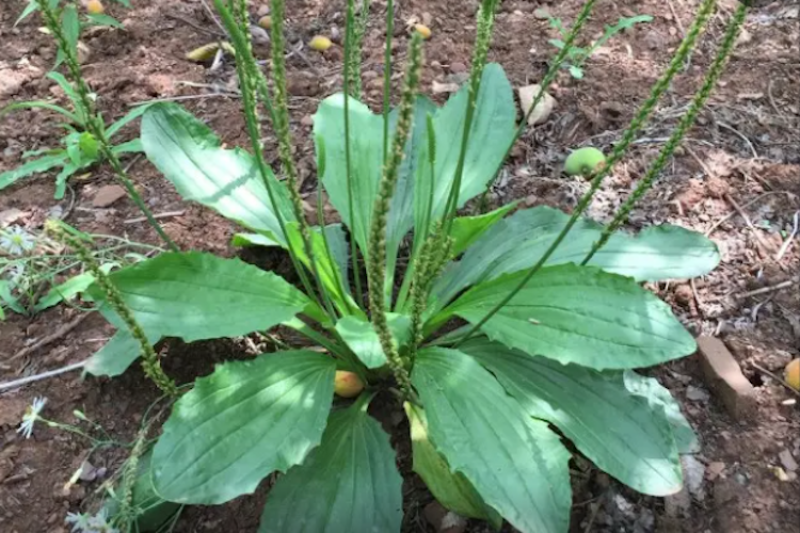 野生车前草