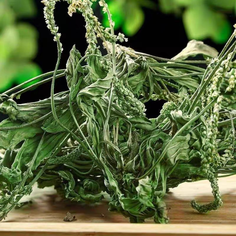 野生车前草