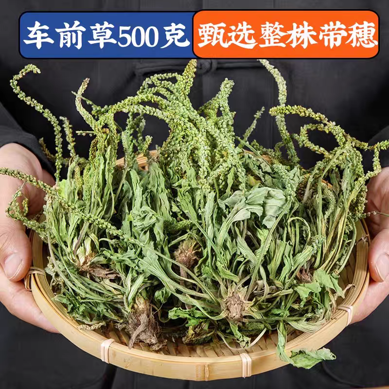 野生车前草