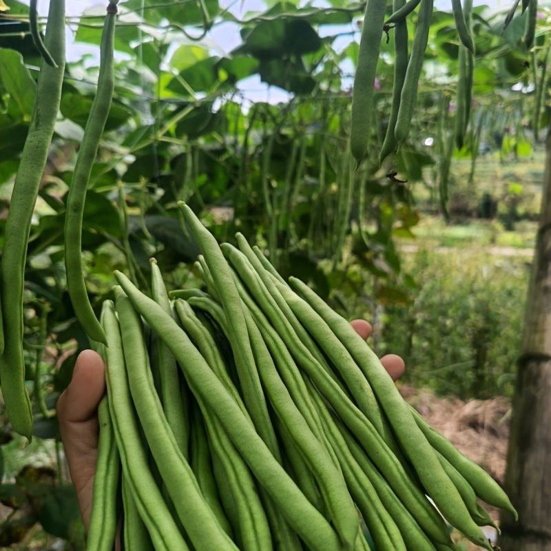 传奇加长小金豆架豆种子鲜嫩长荚高产耐热抗病商品性好