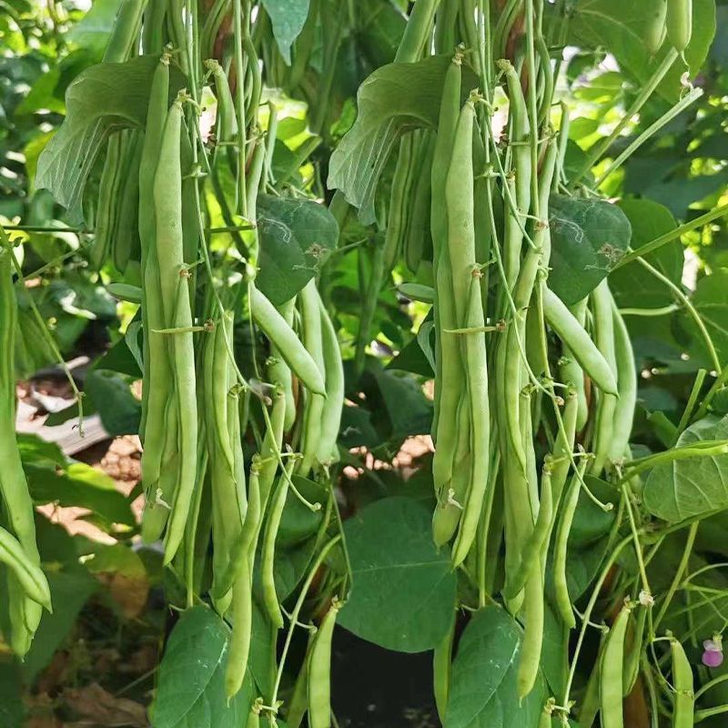 传奇加长小金豆架豆种子鲜嫩长荚高产耐热抗病商品性好