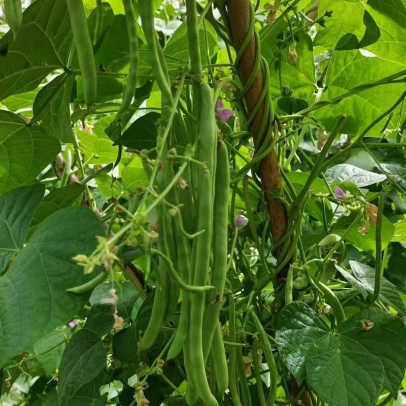 传奇加长小金豆架豆种子鲜嫩长荚高产耐热抗病商品性好