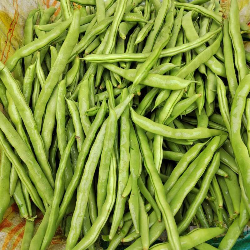 传奇加长小金豆架豆种子鲜嫩长荚高产耐热抗病商品性好