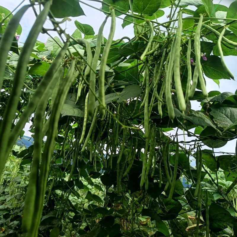 传奇加长小金豆架豆种子鲜嫩长荚高产耐热抗病商品性好