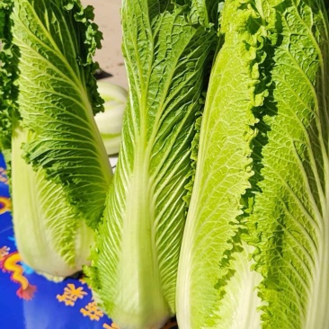 龙牙白菜