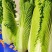 龙牙白菜