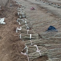 金叶榆繁育基地金叶榆批发金叶榆产地直销