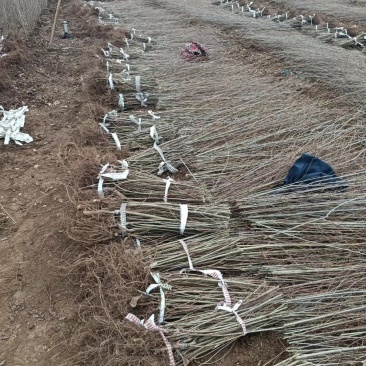 金叶榆繁育基地金叶榆批发金叶榆产地直销