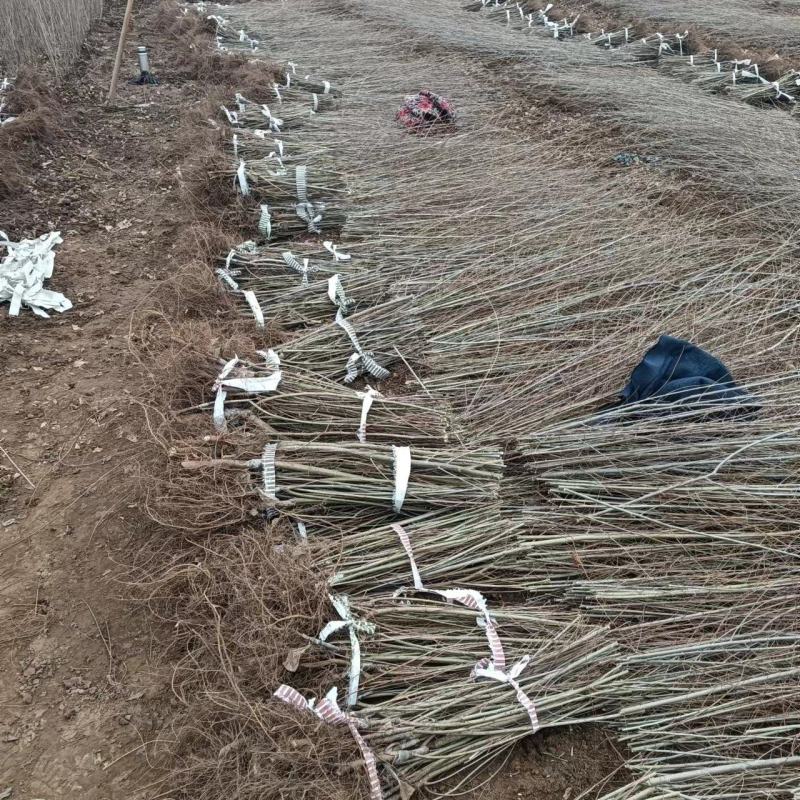 金叶榆繁育基地金叶榆批发金叶榆产地直销