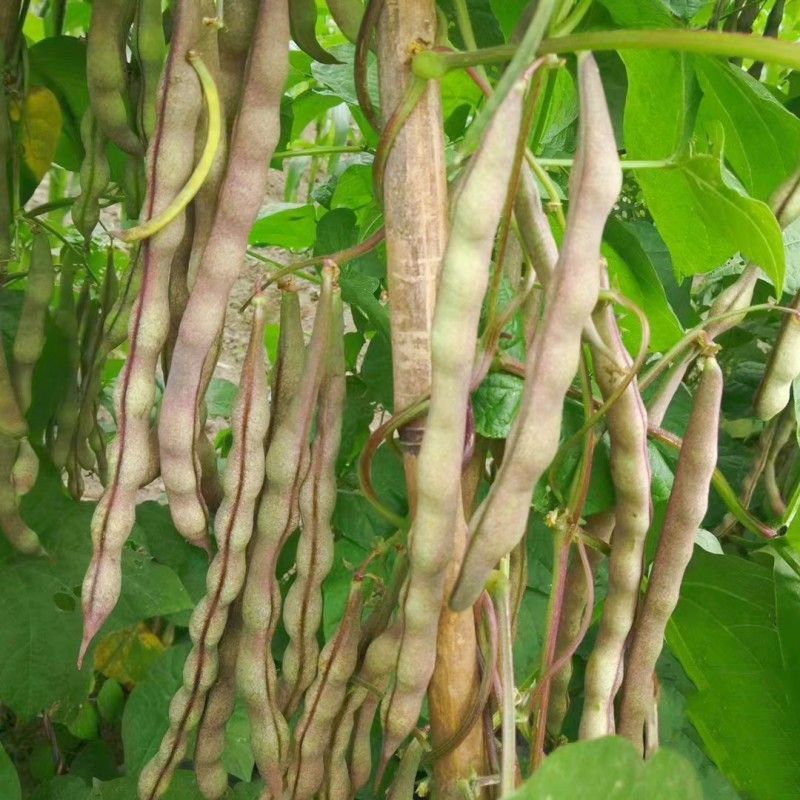 云冠九粒红紫芸架豆种子蔓生荚嫩无纤维肉厚抗病强产量高春秋