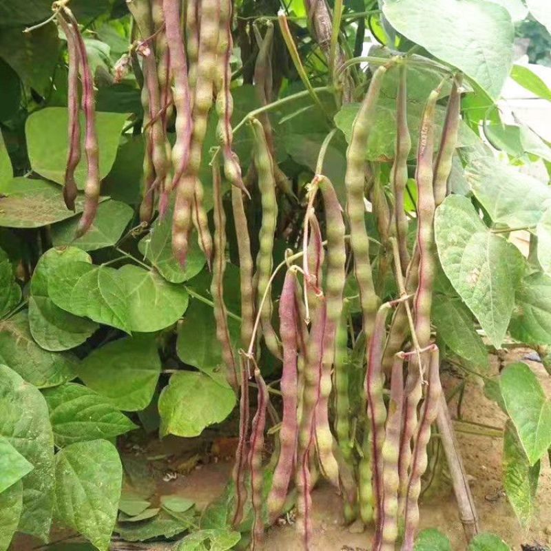 云冠九粒红紫芸架豆种子蔓生荚嫩无纤维肉厚抗病强产量高春秋