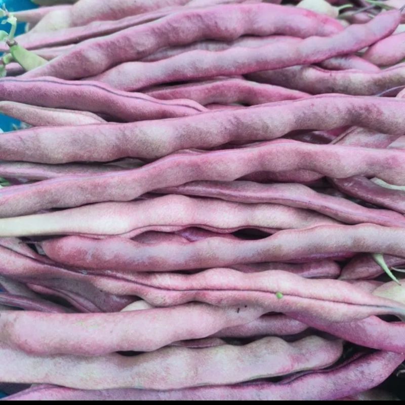云冠九粒红紫芸架豆种子蔓生荚嫩无纤维肉厚抗病强产量高春秋