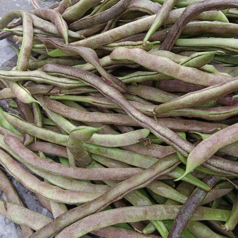 云冠九粒红紫芸架豆种子蔓生荚嫩无纤维肉厚抗病强产量高春秋