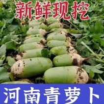 河南青萝卜大量供应，一手货源，保质保量，可视频看货，诚信