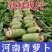河南青萝卜大量供应，一手货源，保质保量，可视频看货，诚信