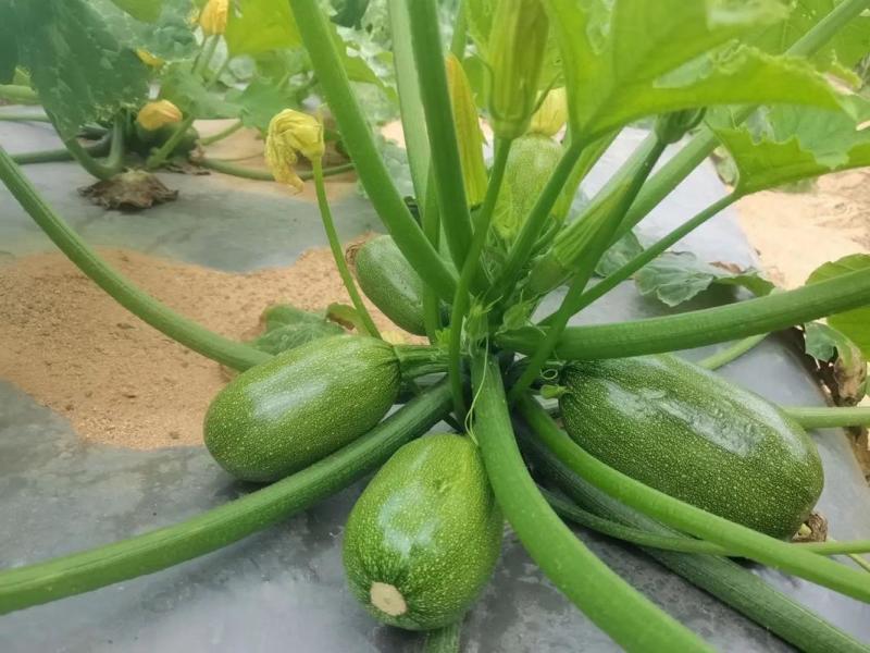 绿珠901西葫芦种子早熟杂交一代椭圆墨绿口感细腻脆甜春秋
