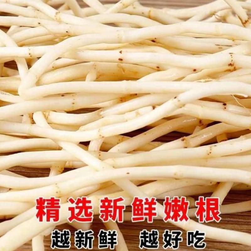 鱼腥草直发（泥根、种根、药材根、清洗根）