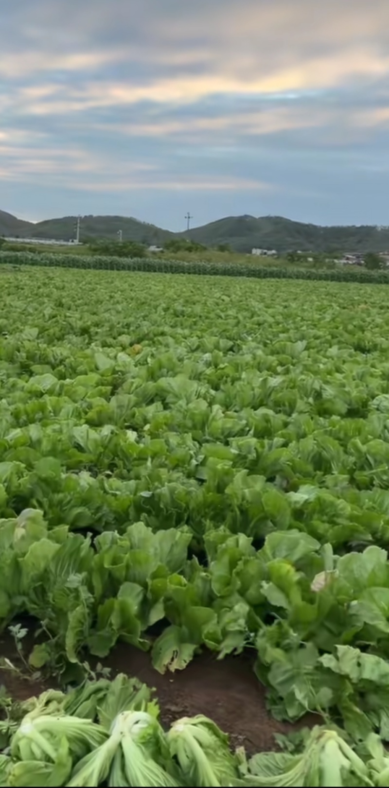 横县玉芥菜大量上市