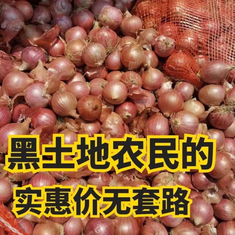 实力《东北小红葱》毛葱吉林基地直发对接全国一条龙服务