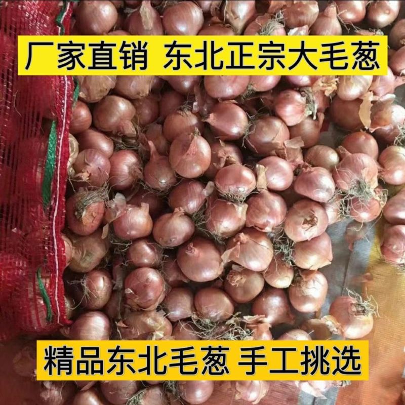 实力《东北小红葱》毛葱吉林基地直发对接全国一条龙服务