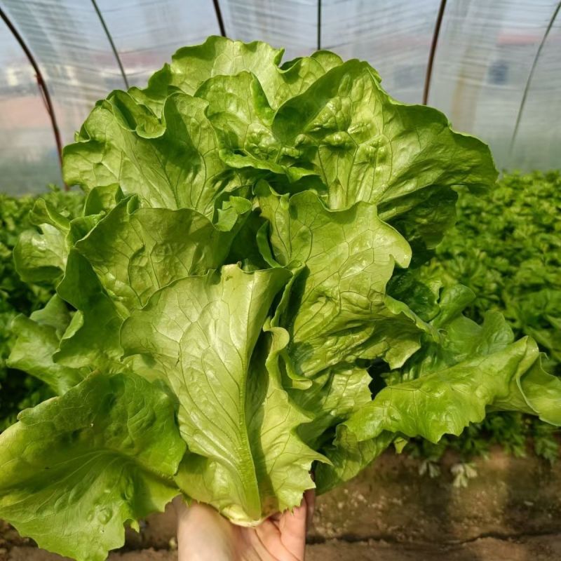 卡其牌绿水晶耐抽苔生菜种子半直立半包心株型紧凑适应性好
