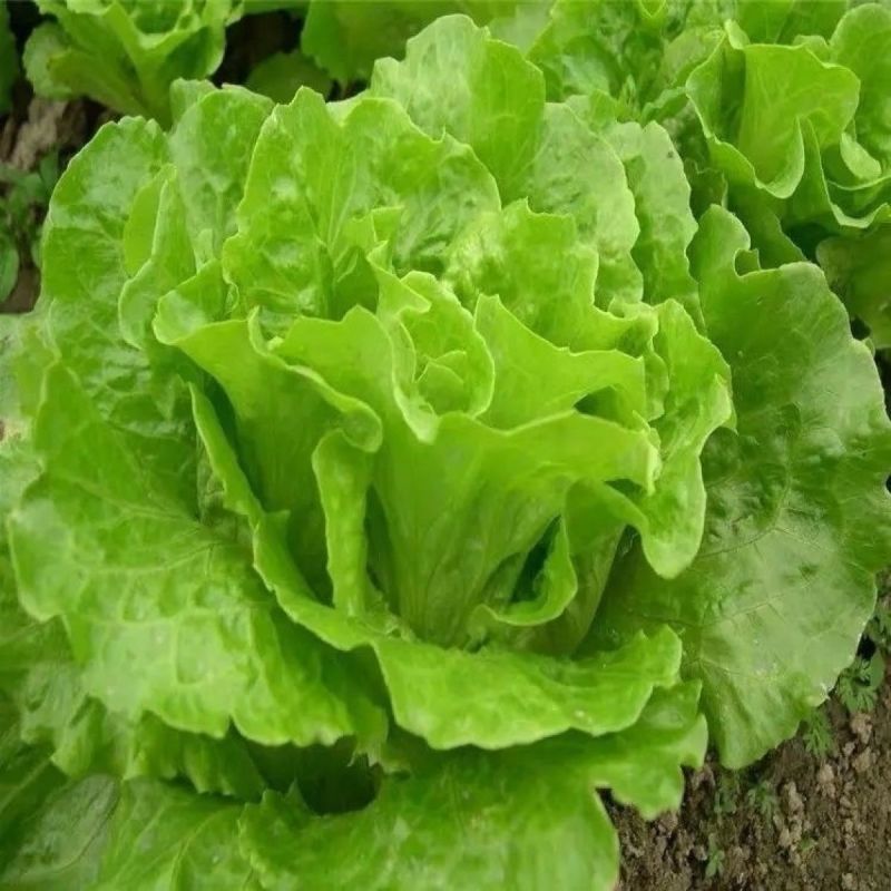 卡其牌绿水晶耐抽苔生菜种子半直立半包心株型紧凑适应性好