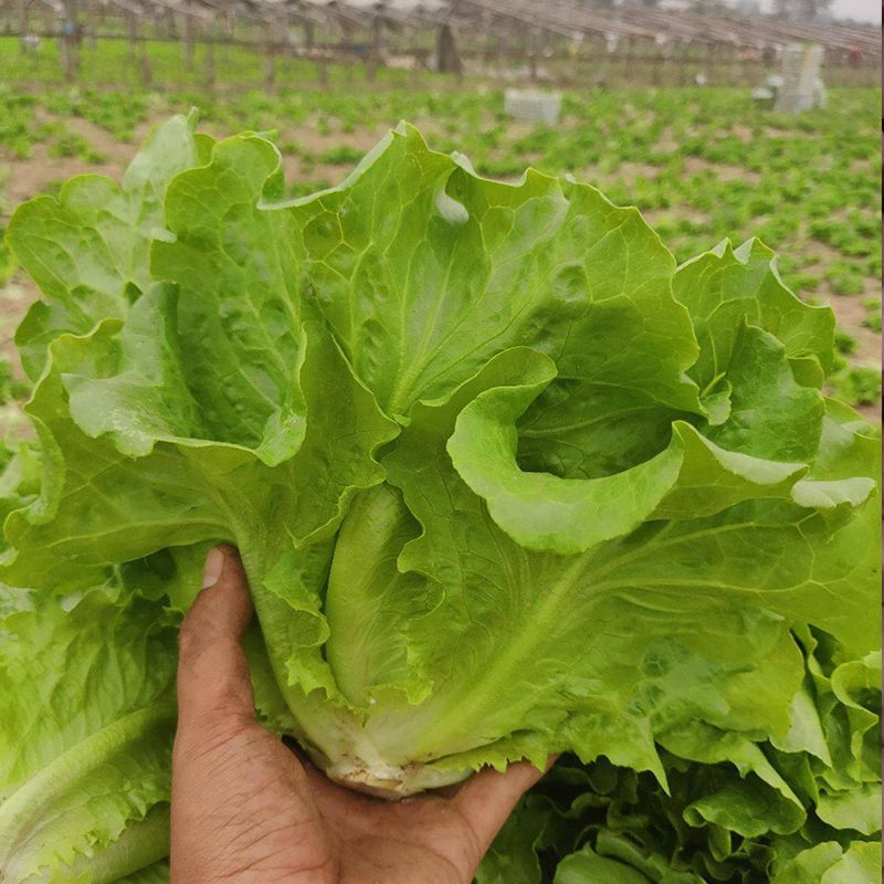 卡其牌绿水晶耐抽苔生菜种子半直立半包心株型紧凑适应性好