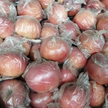 陕西礼泉膜袋红富士苹果大量上市，果面干净颜色鲜艳口感脆甜