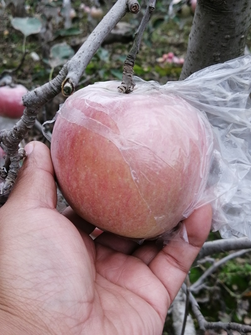 礼泉膜袋红富士苹果大量有货，果面干净，口感脆甜。