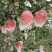 山西万荣优质红富士
