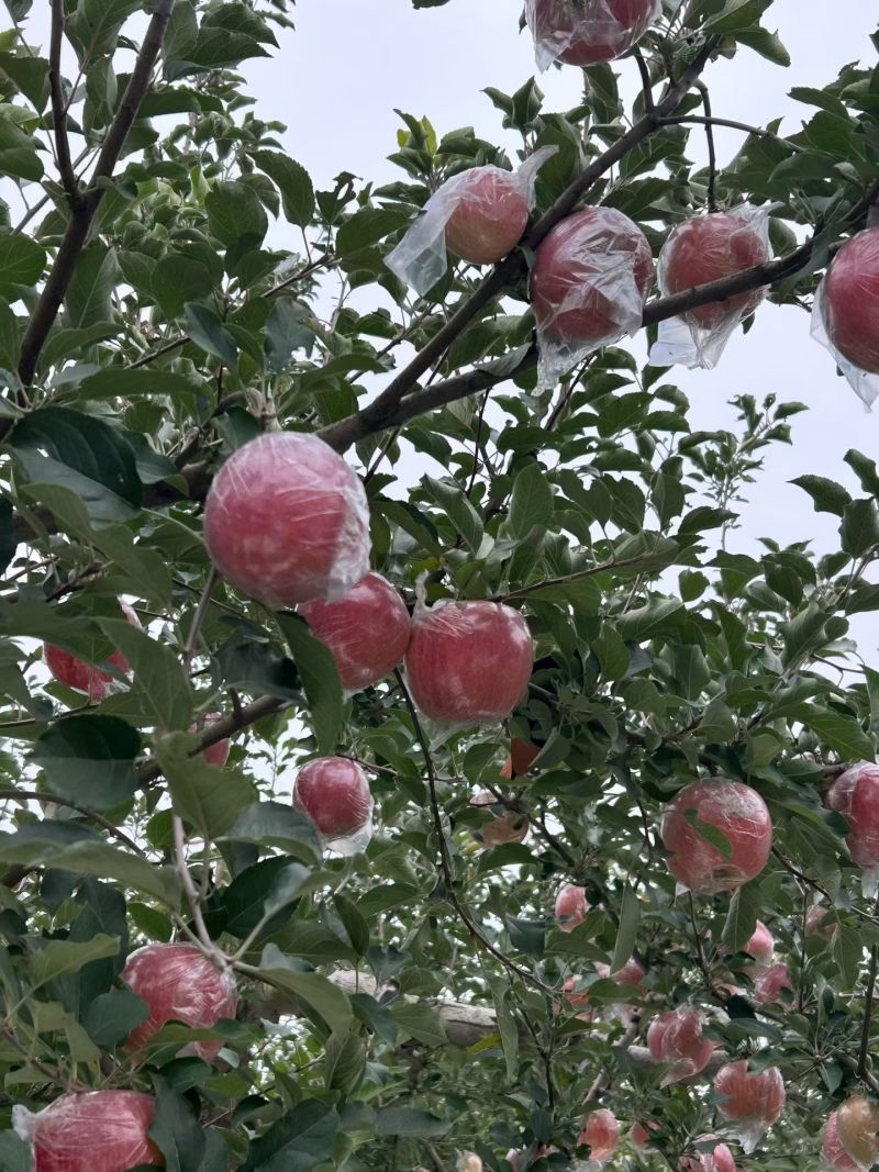 山西万荣优质红富士