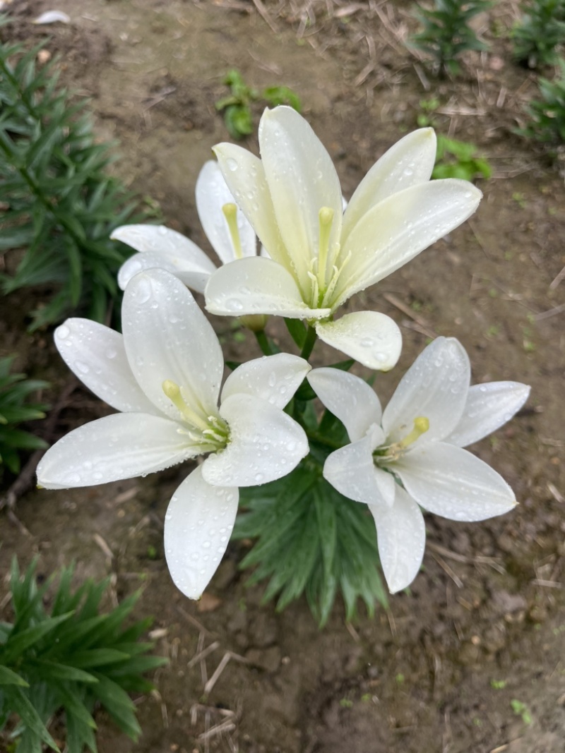 小花姐姐百合花既小蜜蜂🐝后的又一个小花无花粉优雅的小品种