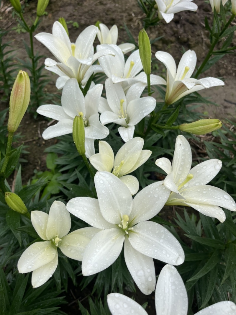 小花姐姐百合花既小蜜蜂🐝后的又一个小花无花粉优雅的小品种