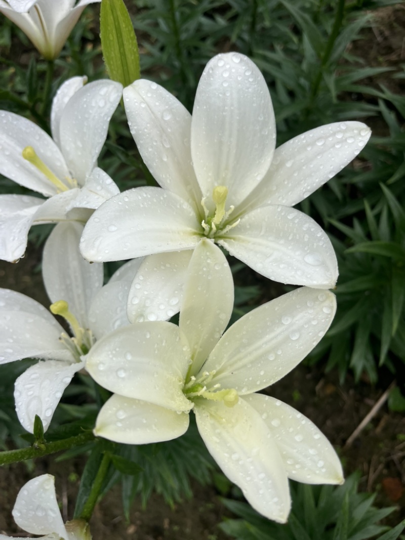 小花姐姐百合花既小蜜蜂🐝后的又一个小花无花粉优雅的小品种