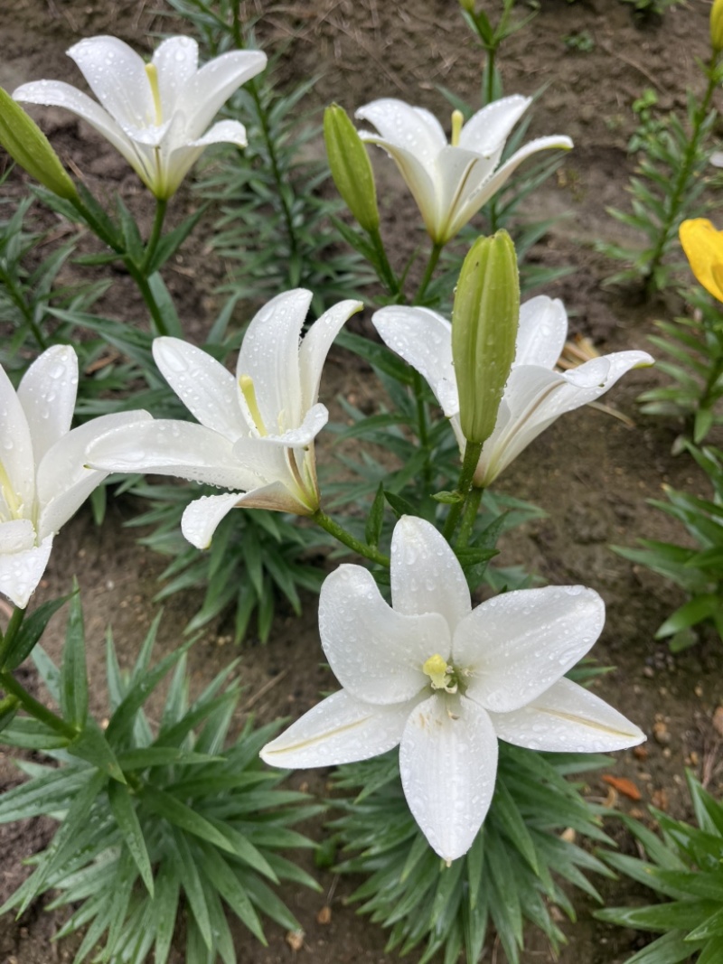 小花姐姐百合花既小蜜蜂🐝后的又一个小花无花粉优雅的小品种