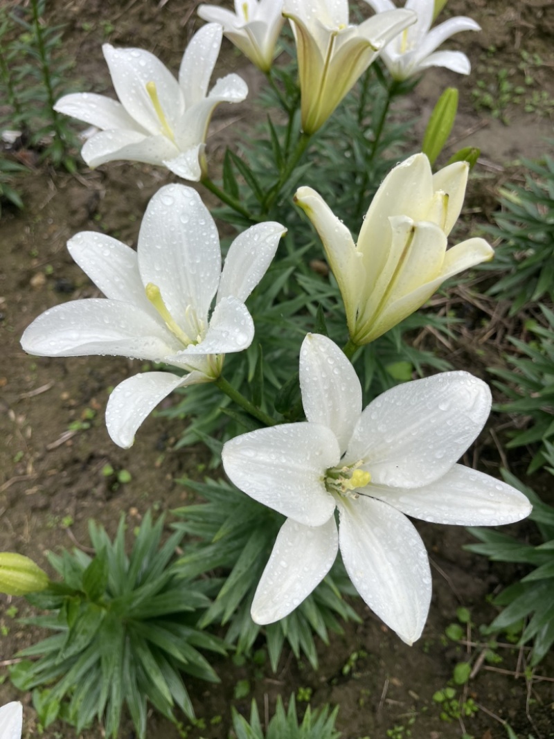 小花姐姐百合花既小蜜蜂🐝后的又一个小花无花粉优雅的小品种