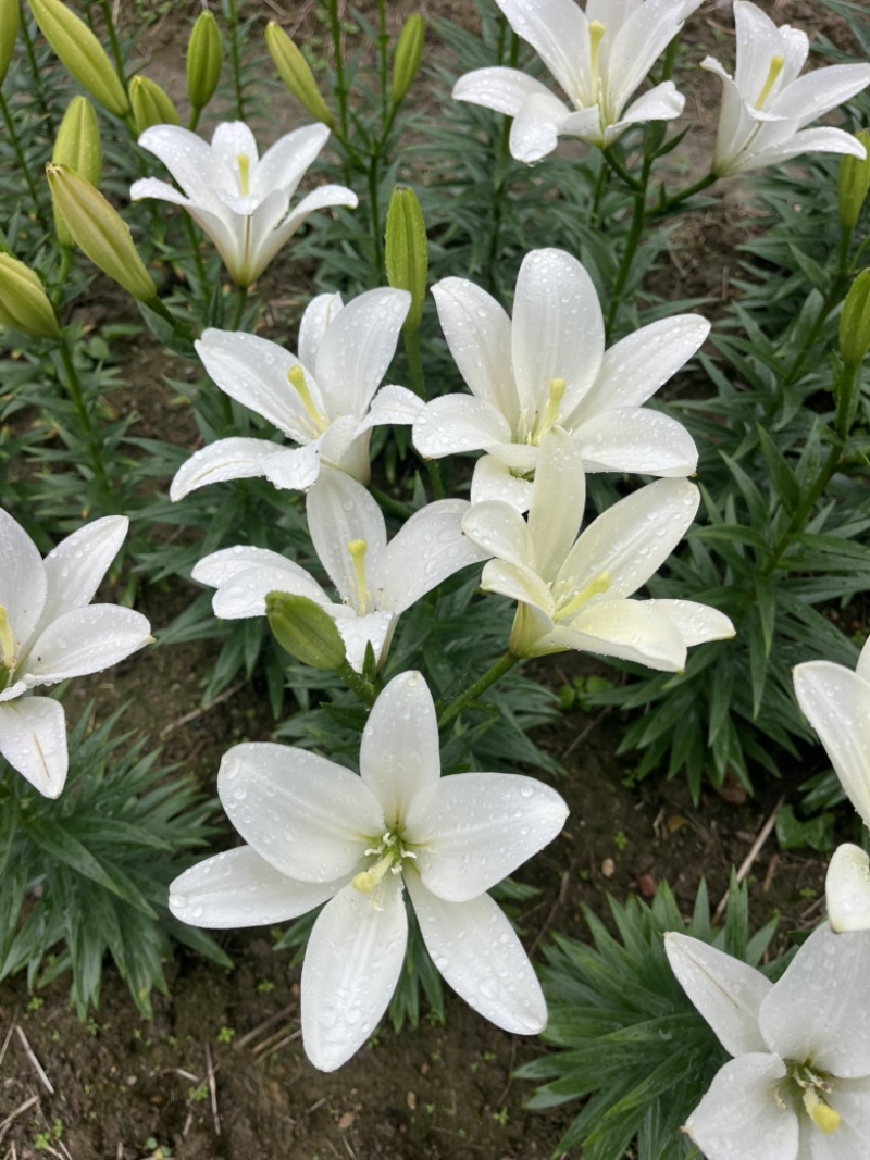 小花姐姐百合花既小蜜蜂🐝后的又一个小花无花粉优雅的小品种