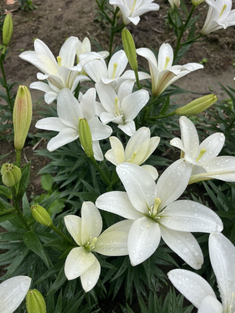小花姐姐百合花既小蜜蜂🐝后的又一个小花无花粉优雅的小品种