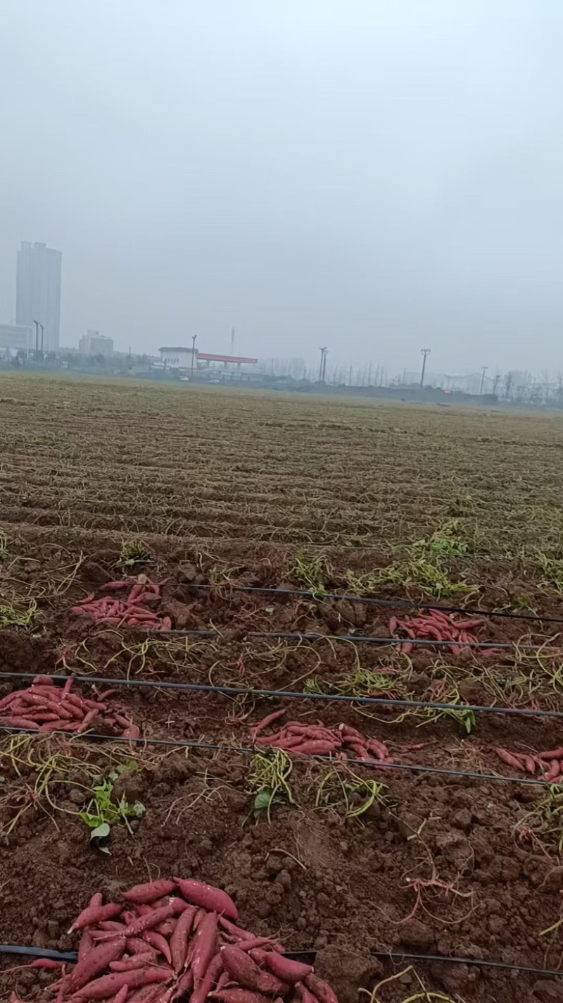 西瓜红红薯