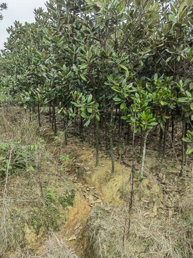 深山含笑：邹家苗圃基地大量供应含笑欢迎老板光临洽谈