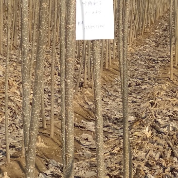 107杨树苗1至3公分
