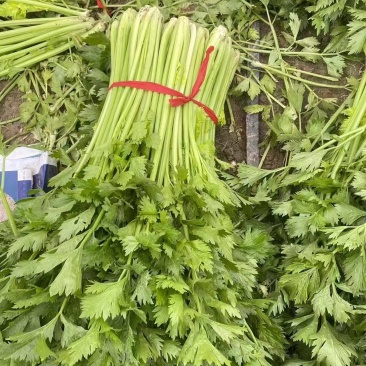 芹菜大量供应需要的老板电话联系
