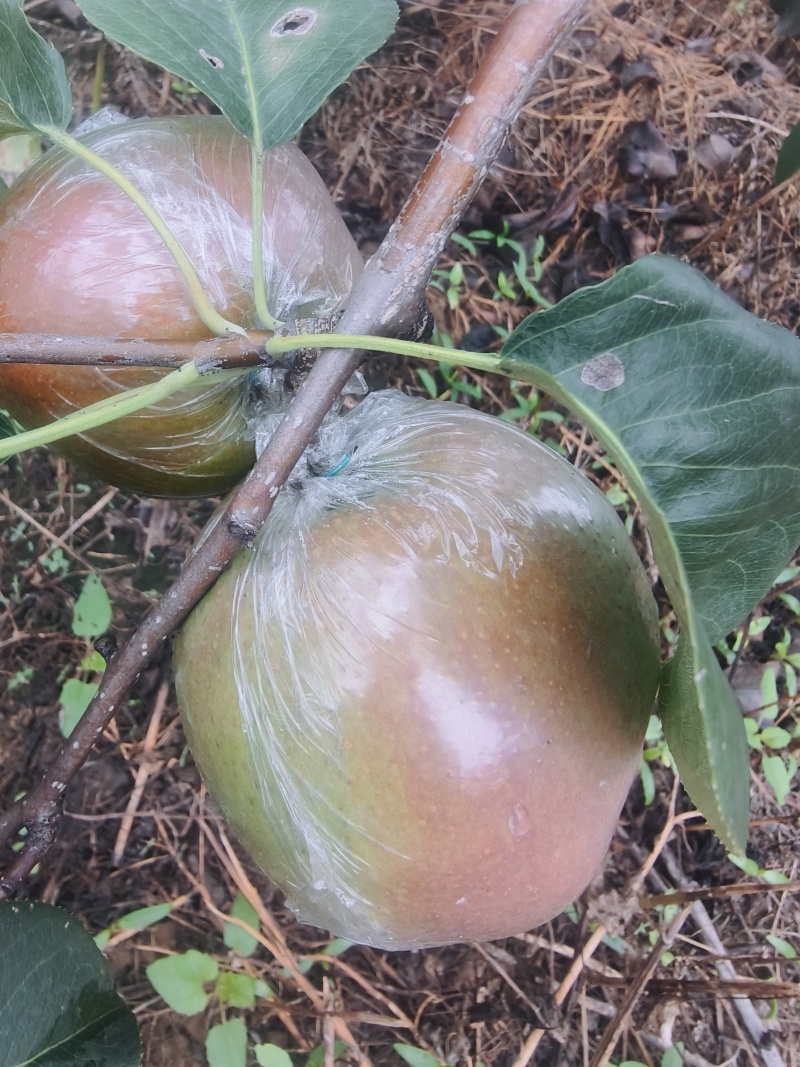 玉露香梨