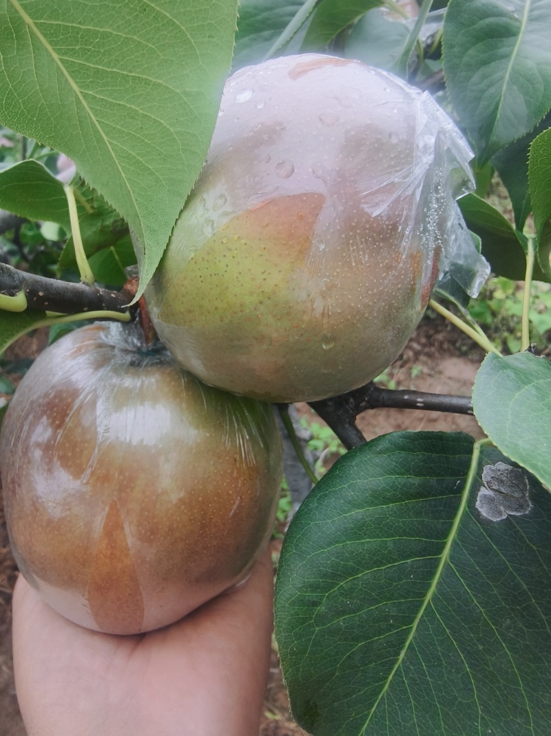 玉露香梨
