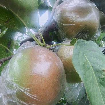 玉露香梨