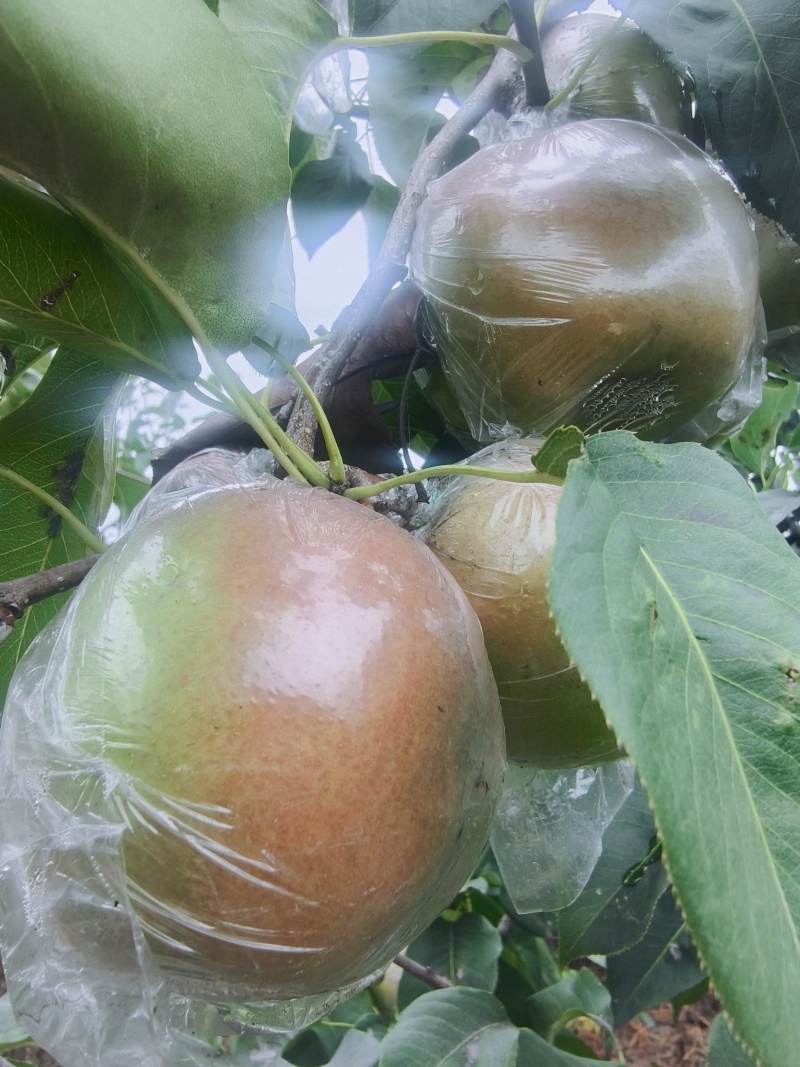 玉露香梨