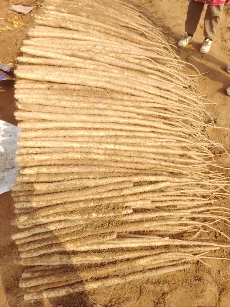 临漳铁棍山药。