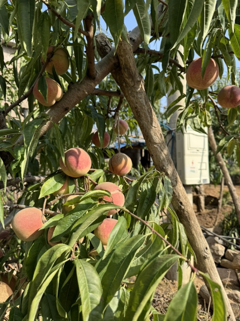 沂蒙山大冬桃