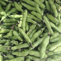 新鲜蚕豆