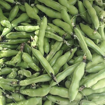 新鲜蚕豆